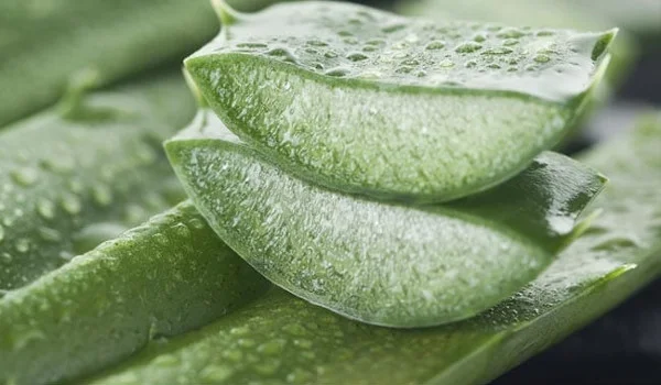 Tips: How To Lose Weight With Plants